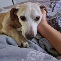 Anderson County Animal Hospital: Roberts Will DVM ico