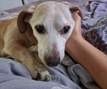 Anderson County Animal Hospital: Roberts Will DVM