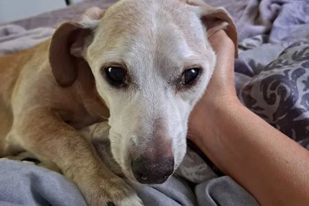 Anderson County Animal Hospital: Roberts Will DVM