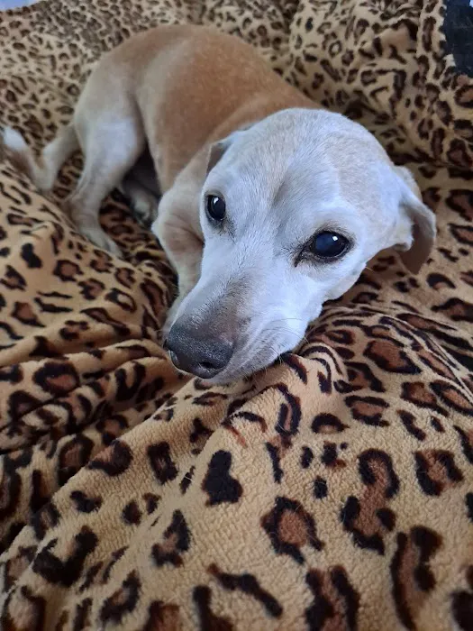 Anderson County Animal Hospital: Roberts Will DVM 12