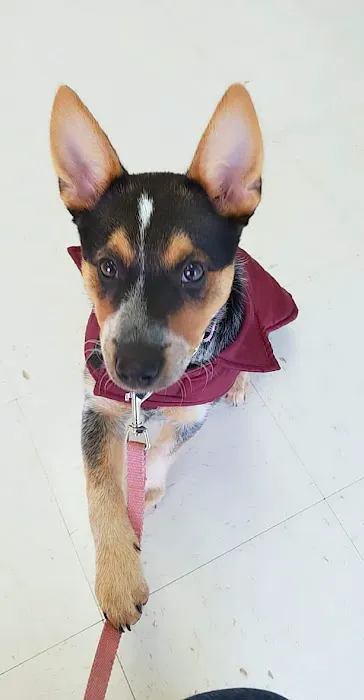 Norris Veterinary Animal Hospital 12
