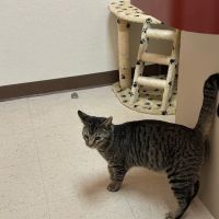 Norris Veterinary Animal Hospital ico