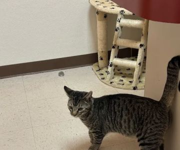 Norris Veterinary Animal Hospital