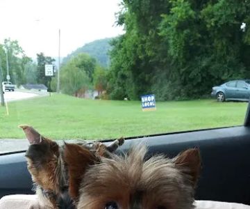 Clinton Animal Hospital
