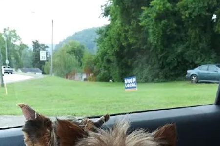 Clinton Animal Hospital