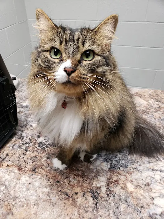 Clinton Animal Hospital 12