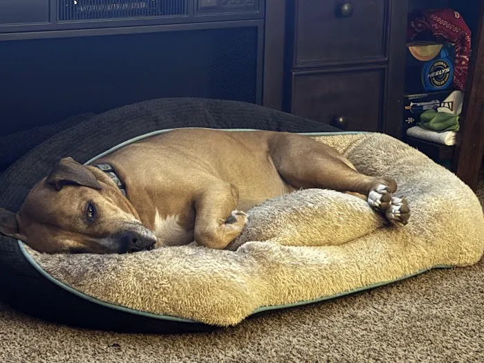 Anderson County Animal Hospital 12