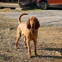 Highland Veterinary Hospital ico