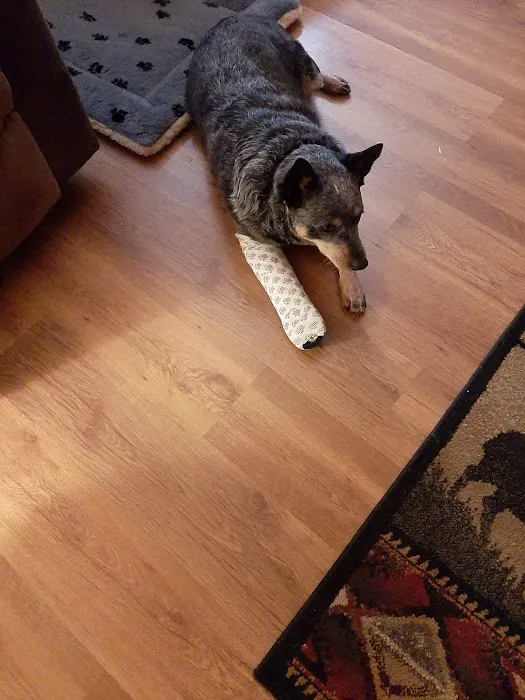Highland Veterinary Hospital 12