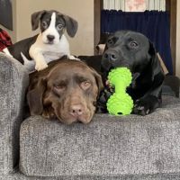 Sheffield Veterinary Clinic ico