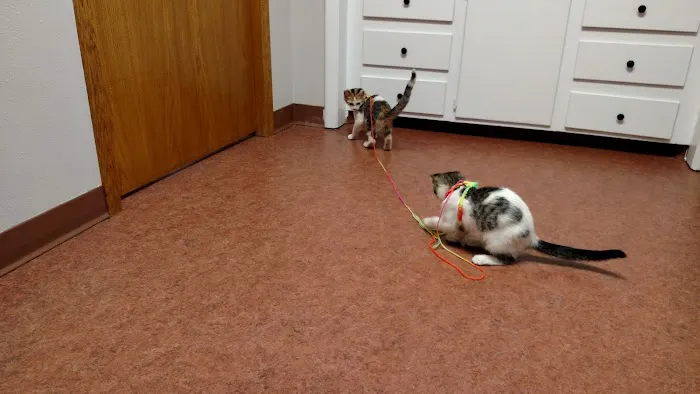 Radcliffe Animal Care Clinic 1