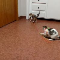Radcliffe Animal Care Clinic ico