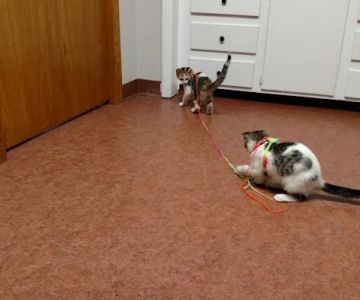 Radcliffe Animal Care Clinic