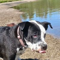 Central Iowa Veterinary Services ico