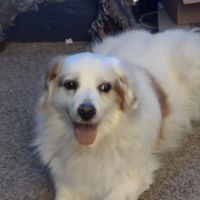 Baxter Veterinary Clinic ico
