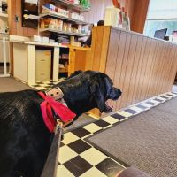 South Hardin Veterinary Clinic ico