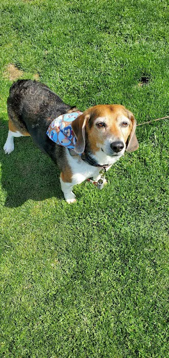 Town & Country Animal Hospital 12