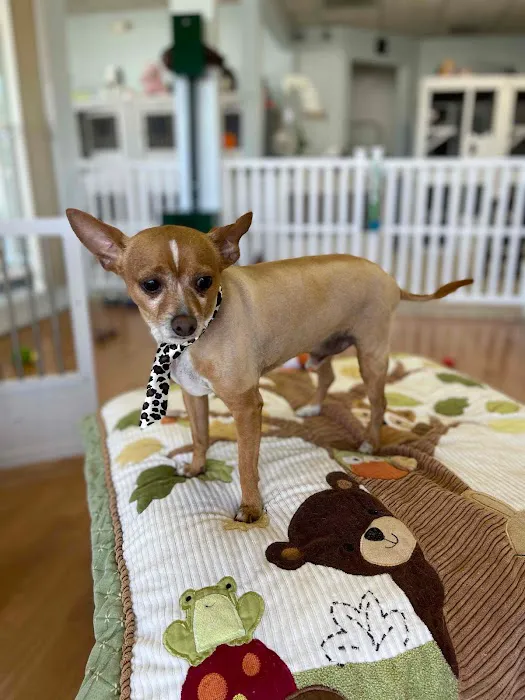 Town & Country Animal Hospital 12