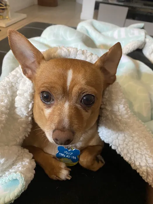 Town & Country Animal Hospital 12