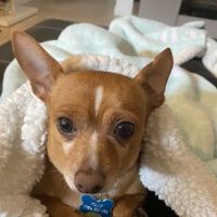 Town & Country Animal Hospital ico
