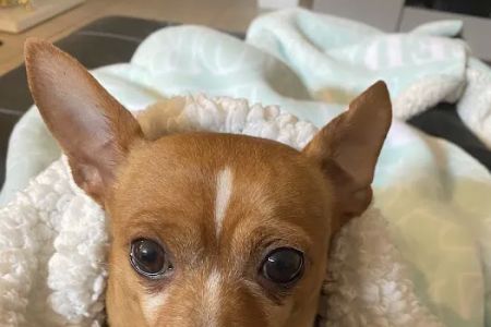 Town & Country Animal Hospital