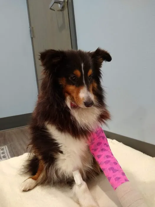 Town & Country Animal Hospital 12