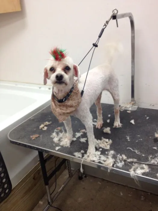 Wheeling Veterinary Associates 12