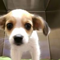 Wheeling Veterinary Associates ico