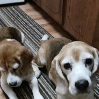 Veterinary Alternative Therapy ico