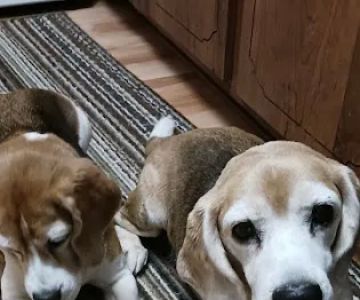 Veterinary Alternative Therapy