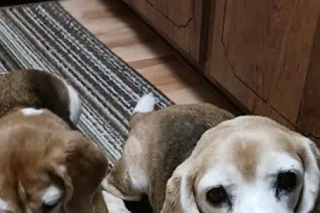 Veterinary Alternative Therapy