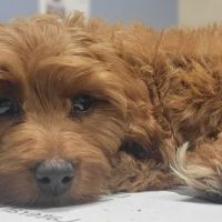 Redwood Veterinary Hospital ico