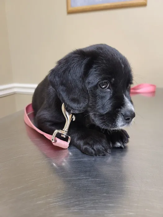 K.E.Y. Animal Hospital 12