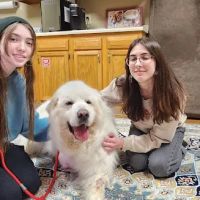 K.E.Y. Animal Hospital ico