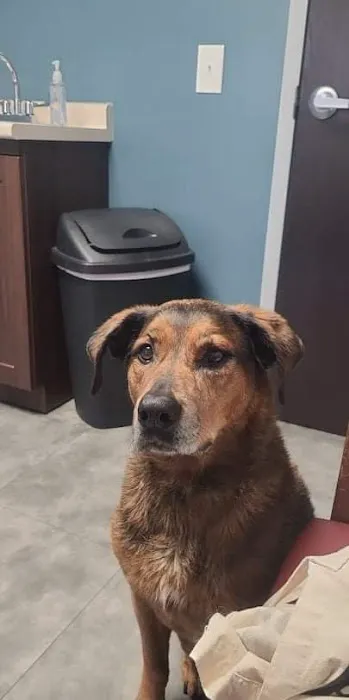 Goodworks Veterinary Hospital 5