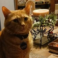 Long Run Pet Hospital ico