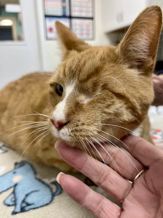 Kindler Animal Hospital 2
