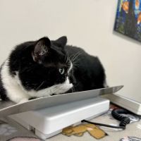 Kindler Animal Hospital ico