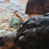 Mountain State Veterinary Services ico