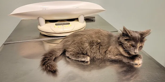 Guernsey Veterinary Clinic 7