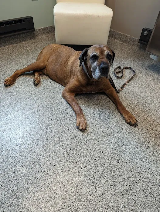 Guernsey Veterinary Clinic: Freshwater Nikki DVM 9