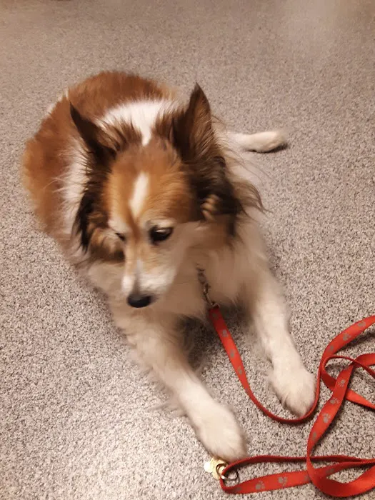 Guernsey Veterinary Clinic: Freshwater Nikki DVM 5