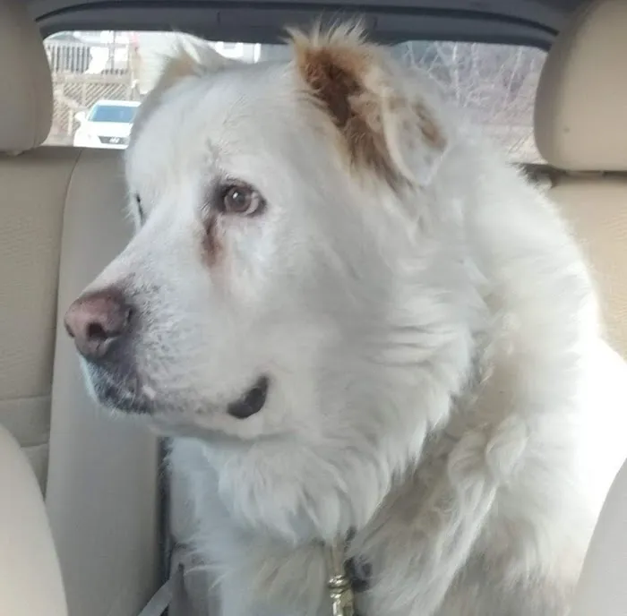 Guernsey Veterinary Clinic: Freshwater Nikki DVM 3
