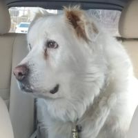 Animal Clinic of Cambridge: Elliott Rachel DVM ico