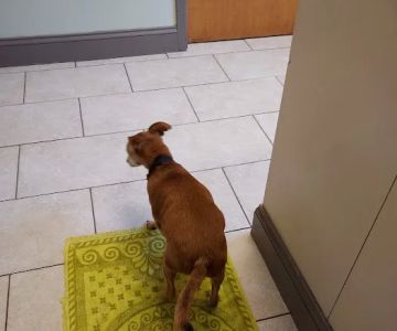 Animal Clinic at Cambridge