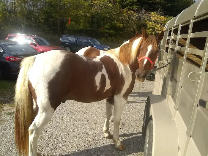 Animal Clinic at Cambridge 5