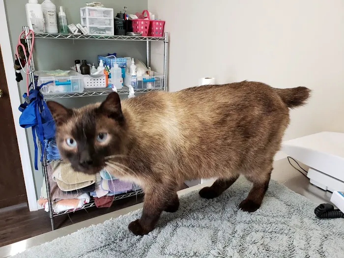 Bliss Veterinary Services 3