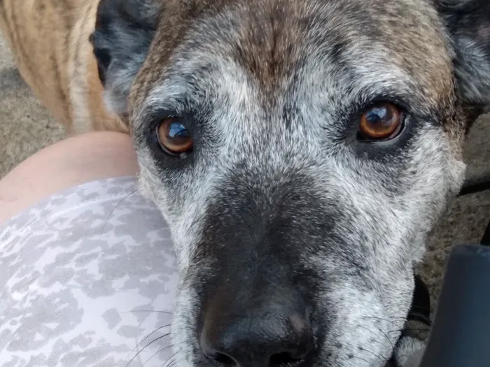 Bliss Veterinary Services 5