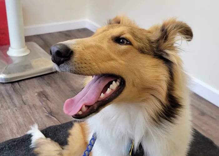 Bliss Veterinary Services 1