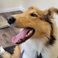 Bliss Veterinary Services ico